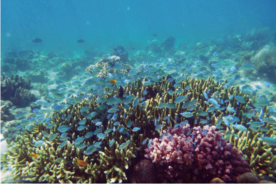 カオハガン島の珊瑚礁
