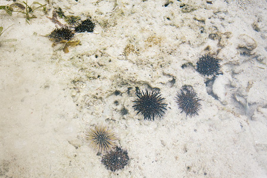 海の中にある複数個のウニ