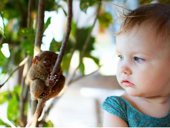 【予約可能】オススメ☆ボホール島1日観光　メガネザル「ターシャ」とチョコレートヒルを巡る！・bohol