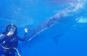 【予約可能】ジンベイザメ＋スミロン島ダイビング・BC  Whale shark  Diving