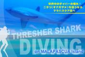 【予約可能】マラパスクア島で幻のサメ”ニタリ”に出会うダイビング・Malapascua shark tour