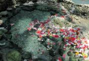 セブ島天然温泉、マイニト温泉。
湯温は約３５度　約３６度と、約４２度の３種類あります。