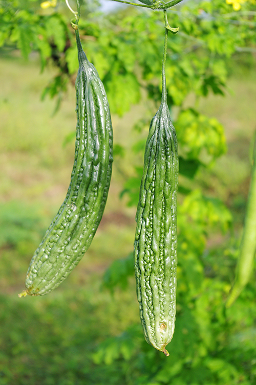 大月さんが育てた野菜