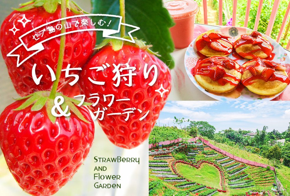 セブ島でいちご狩り&フラワーガーデン】休日おでかけはセブの山の手へ