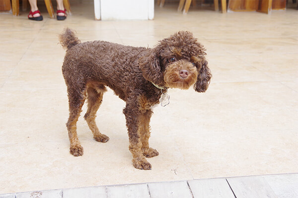 セブ_モアルボアル_ダイビングショップ_看板犬