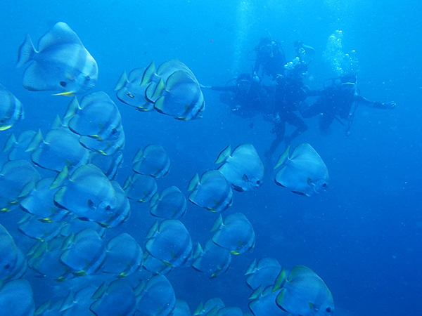 セブ_オプショナルツアー_ダイビング_水中の魚