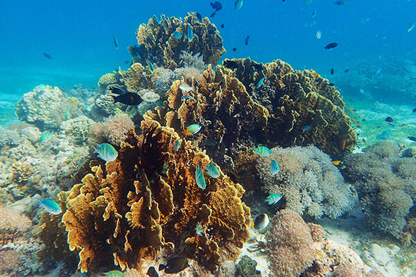 カオハガン島の珊瑚礁