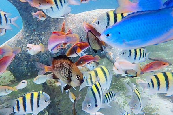 シュノーケリング、海中の様子
