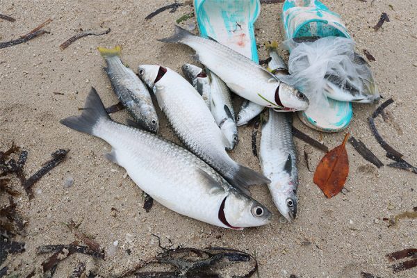 カオハガン島の魚